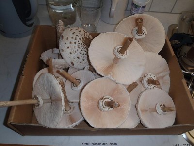 erste_Parasole_2013_P9060062_2.JPG
