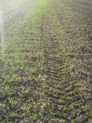 Ausfallgetreide auf Grubberrapsflächen.JPG