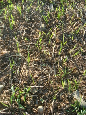 Grubber-Raps mit Auswuchsgetreide.JPG