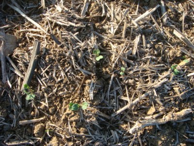 Winis Null-Input-Raps.JPG