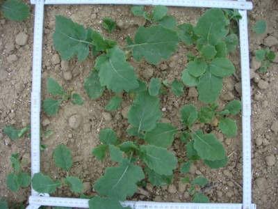 Pflugraps 8.9.2013.JPG