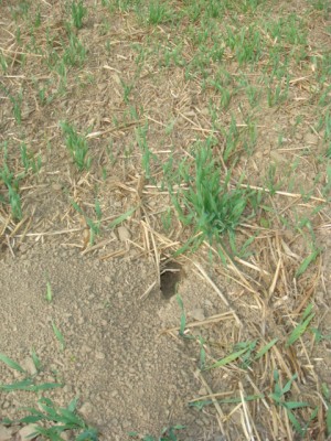 Feldmaus im Grubberraps.JPG