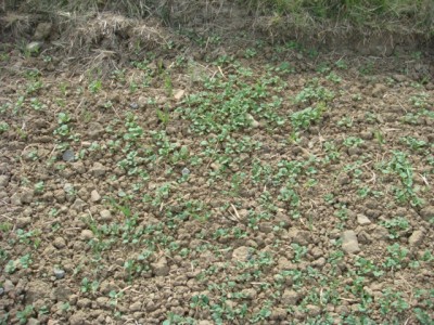 Hybridraps am Vorgewende verloren.JPG