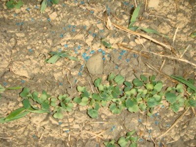 Dicke Rapssaat und massiv Schneckenkorn.JPG