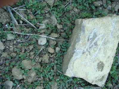 Null-Input-Rapssaat unter Muschelkalkstein.JPG