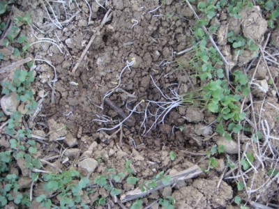 Stein weg und Guckst Du hier.JPG