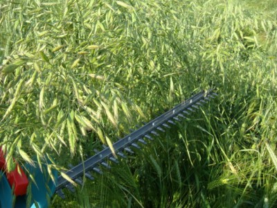 Trespencut mit Heckenschere.JPG