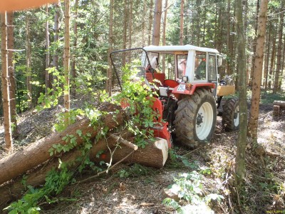Schulwald_Blattwerk_P9140073_75.JPG