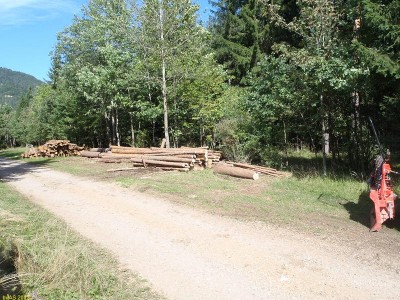 Schulwald_Faserholzhaufen_P9140074_2.JPG