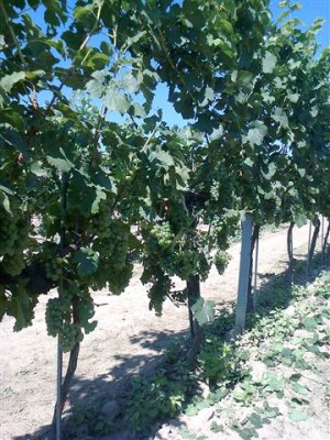 Foto0057 (Klein).jpg