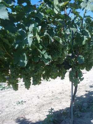 Foto0058 (Klein).jpg