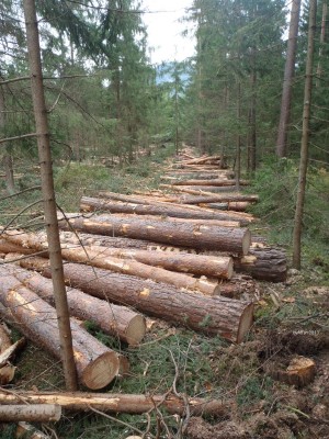 Kieferneinschlag_Hubert_P9150078_75.jpg