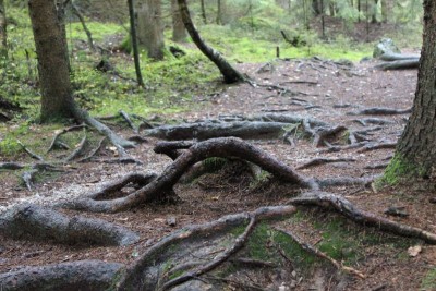 Bildla Nummä 008.jpg