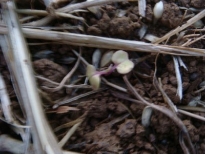 Rapskeimling stirbt ab.JPG