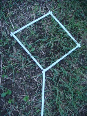 Gruperraps mit viel Stroh direkt in der Mähdrescherspur.JPG