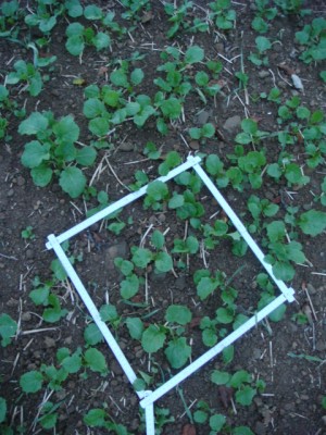 Grupperraps ohne Stroh.JPG