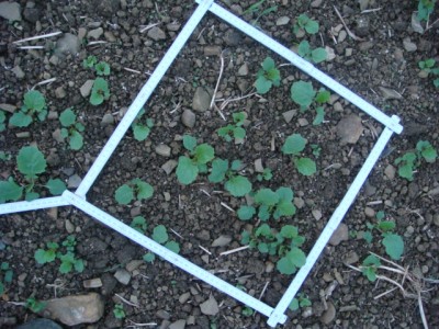 Gestreuter Pflugraps auf Muschelkalk.JPG