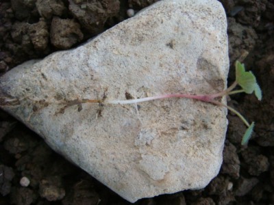 Storchschnabel 12.9. .JPG