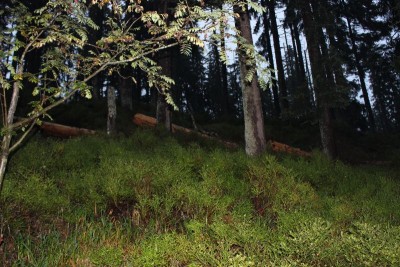 Bildla Nummä 007.jpg