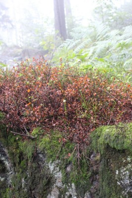 Bildla Nummä 031.jpg