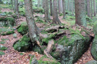 Bildla Nummä 012.jpg