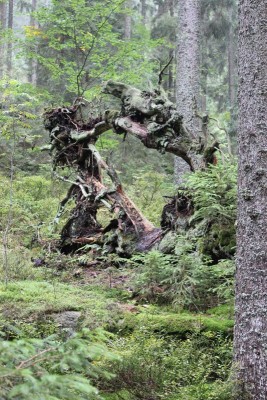 Bildla Nummä 014.jpg