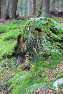 Bildla Nummä 029.jpg