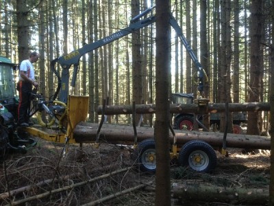 Wald1.jpg