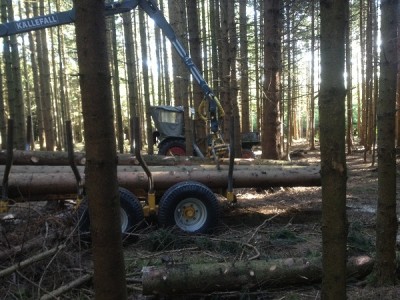 Wald3.jpg