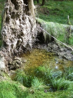Wald5.jpg