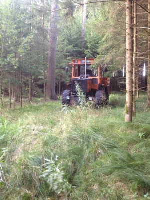 Wald6.jpg