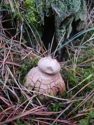 verkleinert - Bovist.jpg