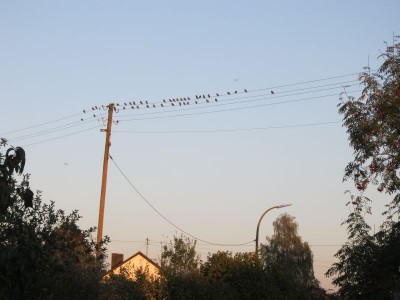 Bildla Nummä 010.jpg