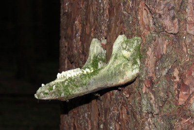 Bildla Nummä 003.jpg