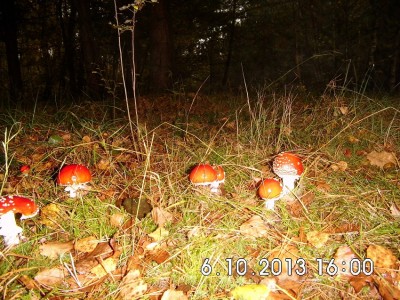 fliegenpilze 2 klein.jpg