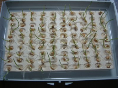 Keimprobe Weizen Julius.JPG