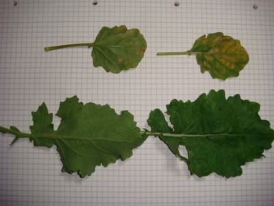 Blattvergleich Oben Grubber unten Pflug Raps.JPG