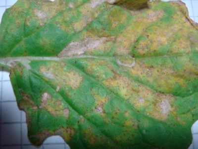 Grubber-Raps 2.Laubblatt Ende Oktober.JPG