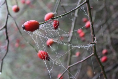 Bildla Nummä 011.jpg