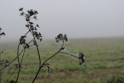 Bildla Nummä 013.jpg