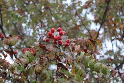 Bildla Nummä 014.jpg