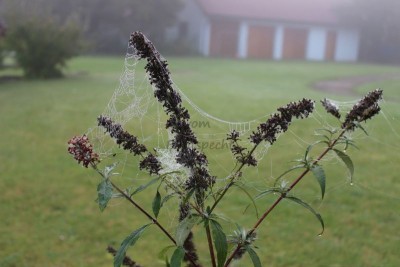 Bildla Nummä 015.jpg