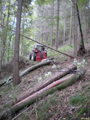 322_Allerlei_Holz_PA080004_50.JPG