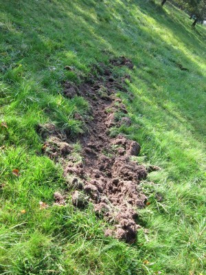 Bildla Nummä 001.jpg