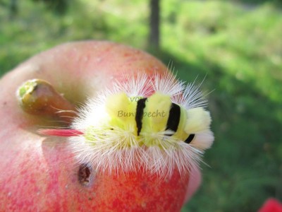 Bildla Nummä 003.jpg