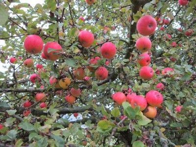 Bildla Nummä 004.jpg