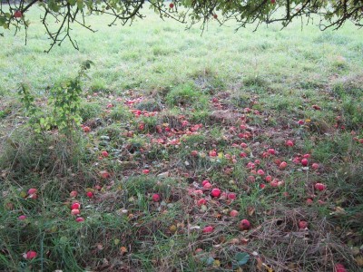 Bildla Nummä 005.jpg