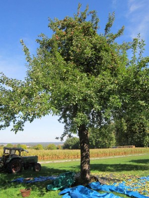 Bildla Nummä 007.jpg