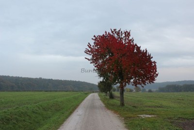 Bildla Nummä 001.jpg