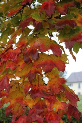 Bildla Nummä 004.jpg